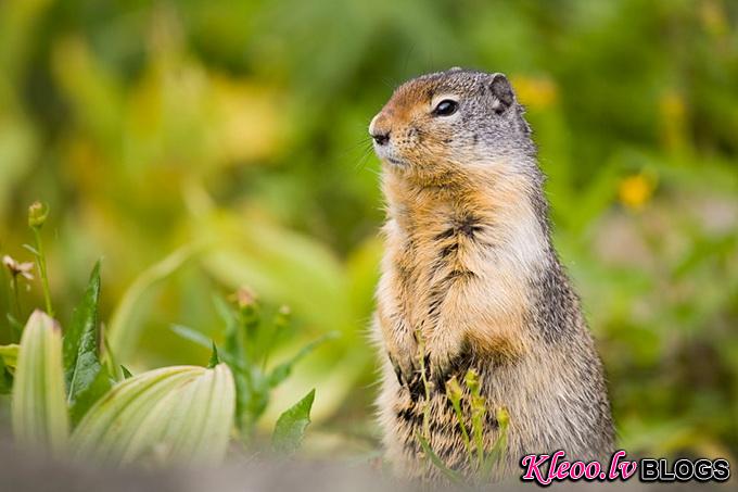 American_Red_Squirrel_9728.jpg