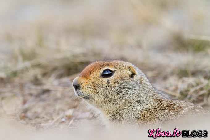 American_Red_Squirrel_9729.jpg