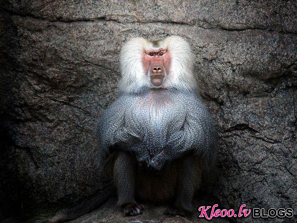 Photo: Baboon