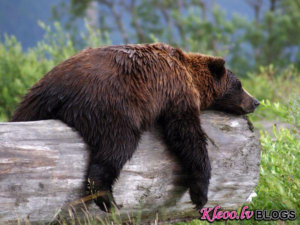 Photo: Grizzly bear resting on a log
