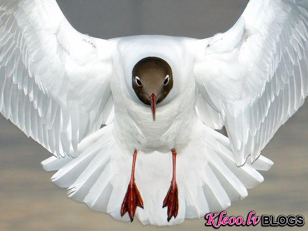 Photo: Black-headed gull in flight