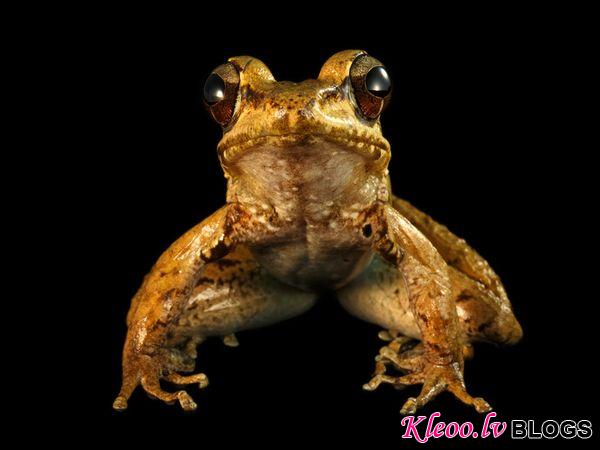 Photo: Frog against black background