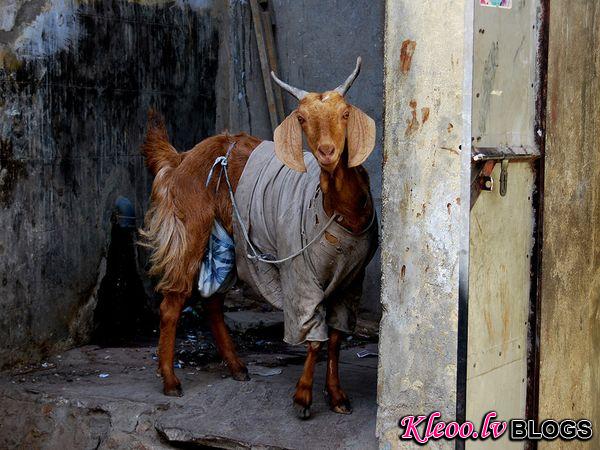 Photo: Goat wearing old clothes