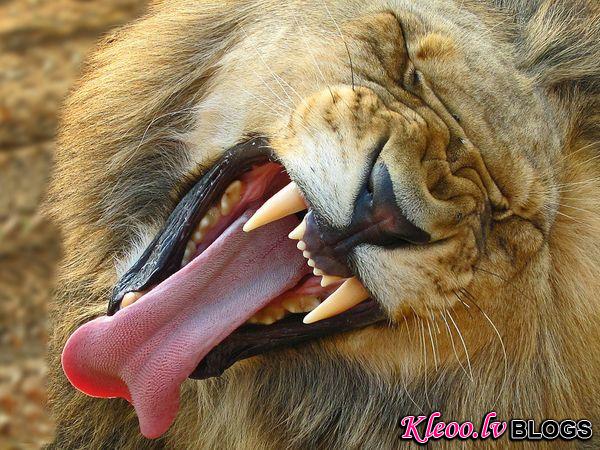 Photo: Lion yawning