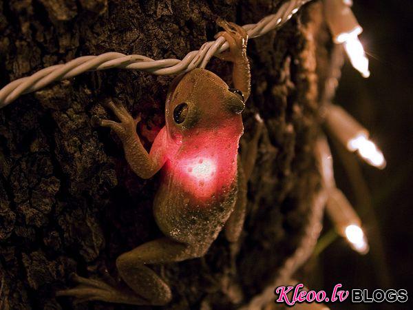 Photo: Frog with a small light glowing inside it