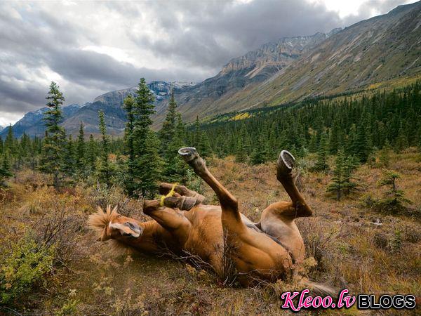 Photo: Horse rolling on its back