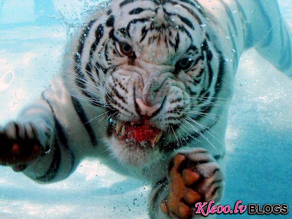 Photo: Tiger diving underwater