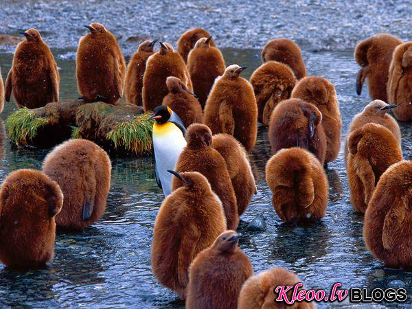 Photo: King penguins