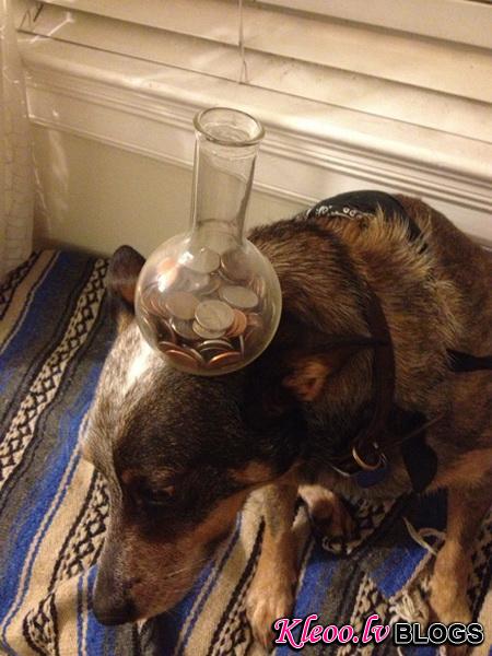 jackthedog21_.jpg