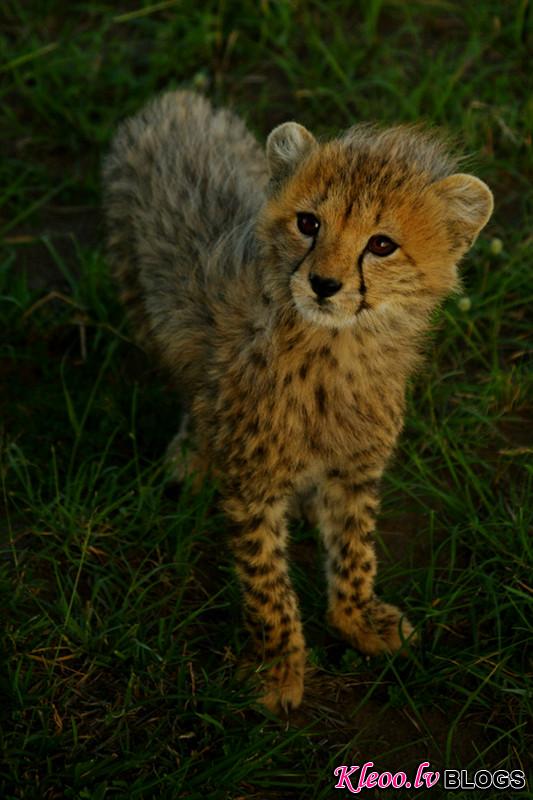 maasai-mara-kenya-baby-cheetah-big000.jpg