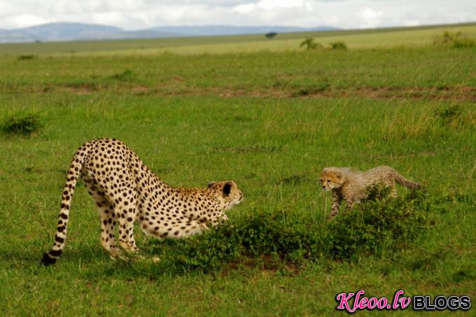 maasai-mara-kenya-baby-cheetah-big002.jpg