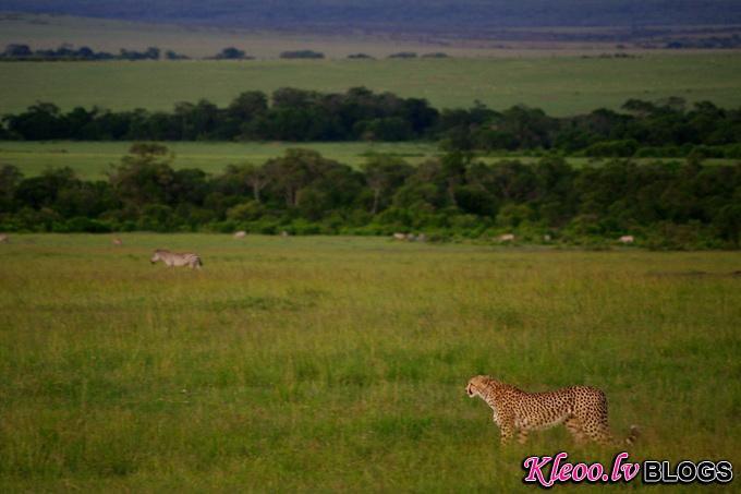 maasai-mara-kenya-baby-cheetah-big003.jpg