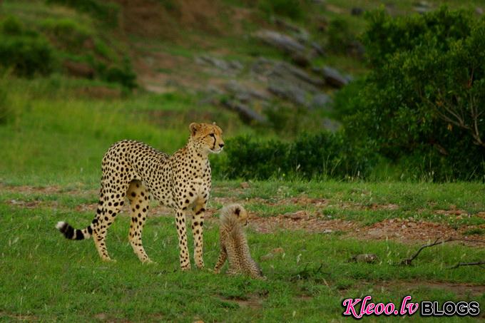 maasai-mara-kenya-baby-cheetah-big004.jpg