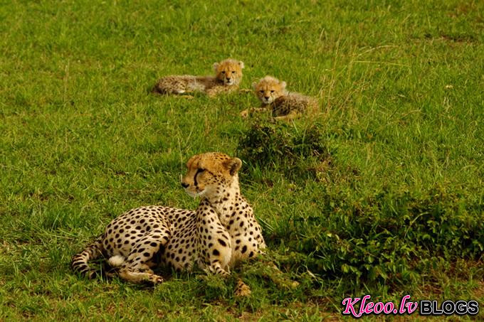 maasai-mara-kenya-baby-cheetah-big005.jpg