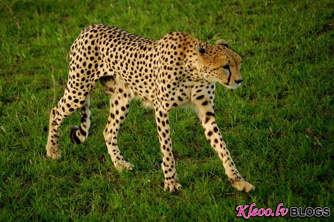 maasai-mara-kenya-baby-cheetah-big006.jpg