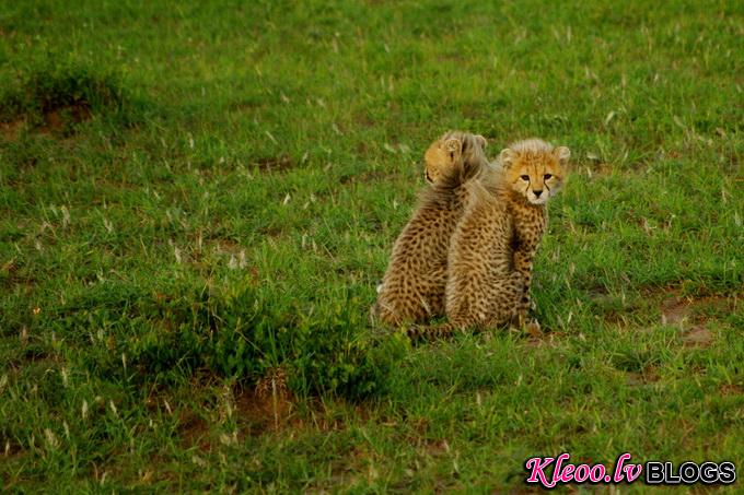 maasai-mara-kenya-baby-cheetah-big007.jpg