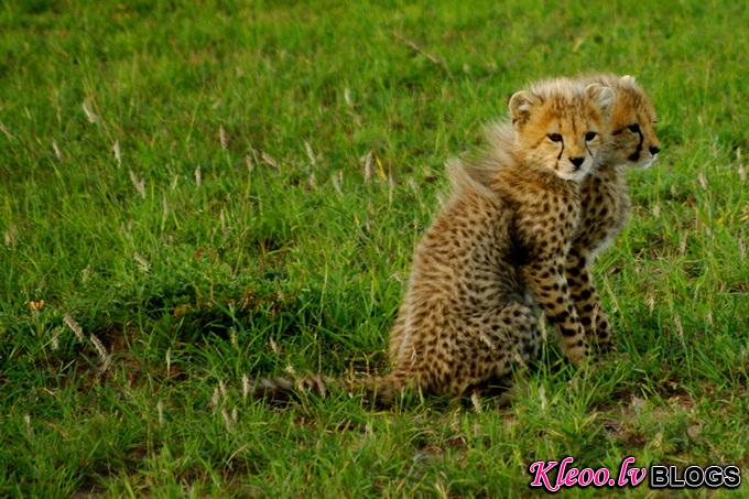 maasai-mara-kenya-baby-cheetah-big008.jpg