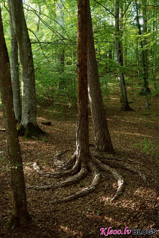 andygoldsworthy27.jpg