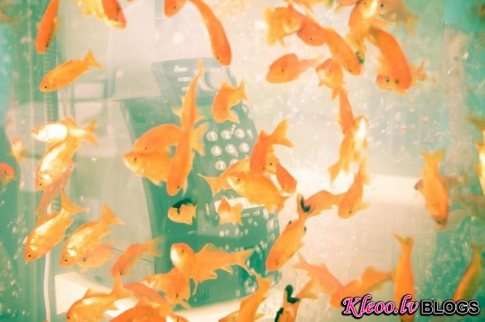 kingyobufishtankphonebooth_5.jpeg