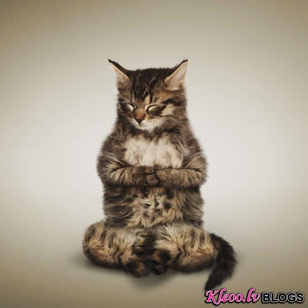 YogaCats07.jpg