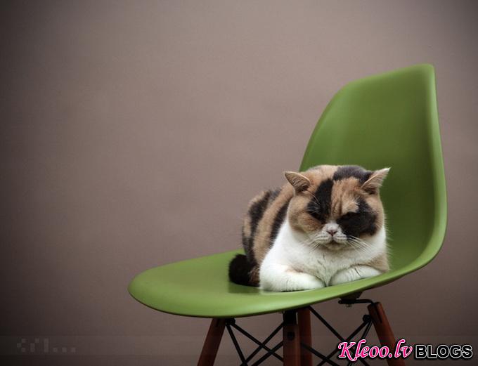 cat__4.jpg