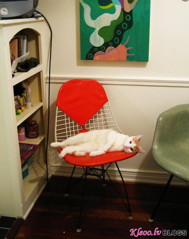 cat__7.jpg
