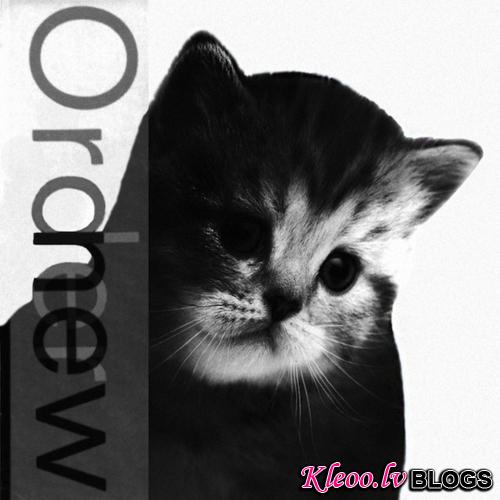 KittenCovers09.jpg