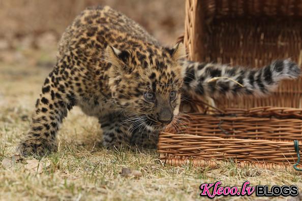 Tierpark+Zoo+Presents+Baby+Leopard+2cghO74r4C7l.jpg