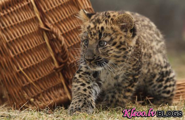 Tierpark+Zoo+Presents+Baby+Leopard+yHJampCby1Hl.jpg