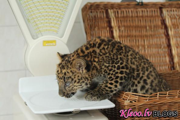 Tierpark+Zoo+Presents+Baby+Leopard+7ceB6jlMENGl.jpg