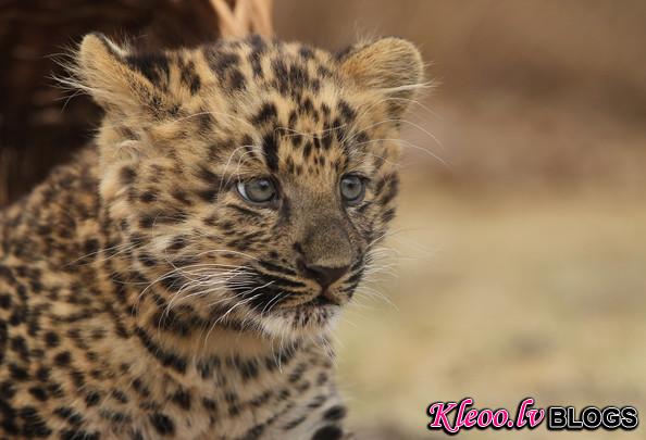 Tierpark+Zoo+Presents+Baby+Leopard+_Q1WcG95Ouml.jpg