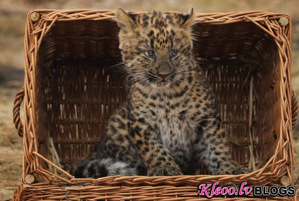 Tierpark+Zoo+Presents+Baby+Leopard+CpdnUT1OUP9l.jpg