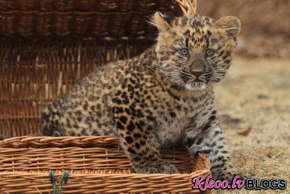 Tierpark+Zoo+Presents+Baby+Leopard+HZB5k_LlqQvl.jpg