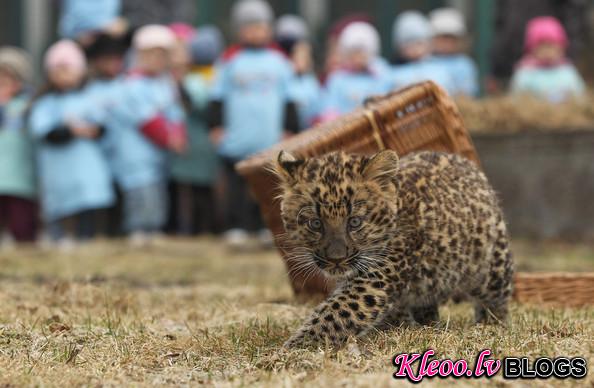 Tierpark+Zoo+Presents+Baby+Leopard+toDVktxTKKRl.jpg