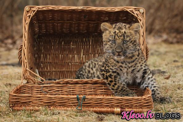 Tierpark+Zoo+Presents+Baby+Leopard+wjh9cmSS1Y7l.jpg