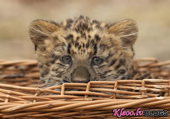 Tierpark+Zoo+Presents+Baby+Leopard+Co9FclNjgK2l.jpg
