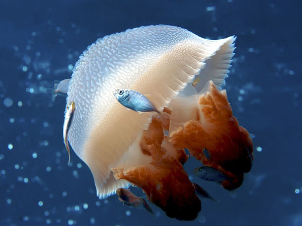 mosaic-jellyfish-australia_22665_990x742.jpg