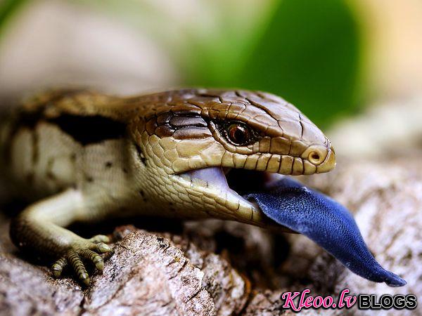 Photo: A blue-tongued lizard