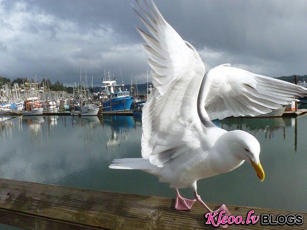Photo: A seagull at a marina