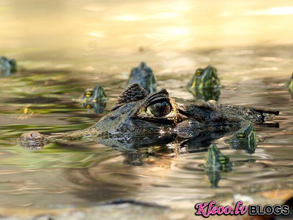 Photo: A caiman surrounded by turtles