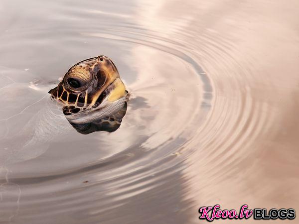 Photo: A green turtle pokes its head out of the water