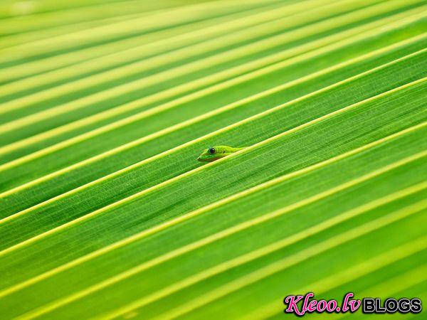Photo: A gecko poking its head out between ridges of a palm leaf