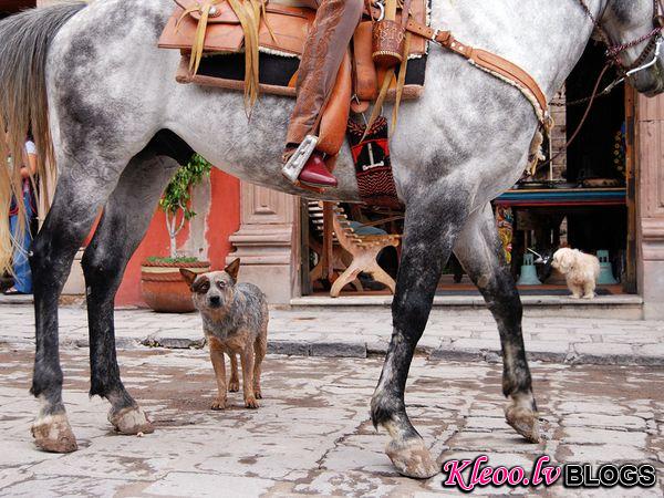 Photo: Blue heeler dog and horse in Mexico