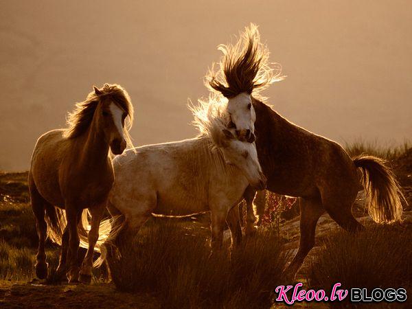 Photo: Horses in Snowdonia National Park, Wales