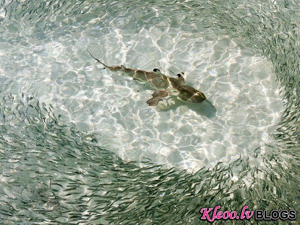 Photo: A blacktip reef shark swimming among fish