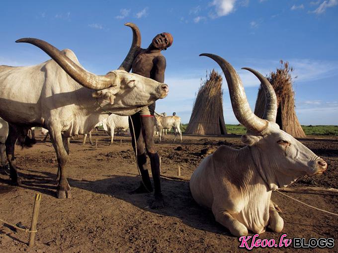dinka-cow-sudan_32751_990x742.jpg