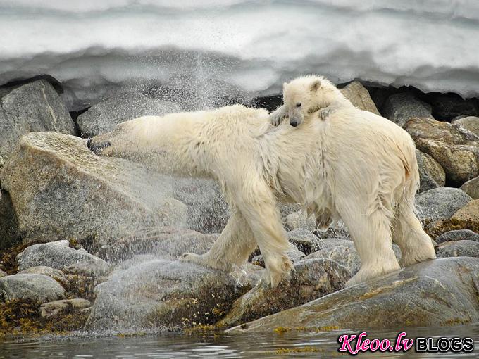 polar-bear-svalbard_33993_990x742.jpg