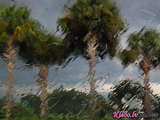 palms-rain-florida_33992_990x742.jpg