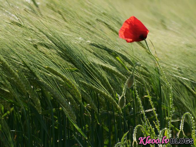 poppy-field-geneva_33994_990x742.jpg