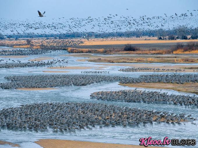 sandill-cranes-nebraska_33884_990x742.jpg